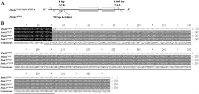 Molecular basis for loss of virulence in Magnaporthe oryzae strain AM16